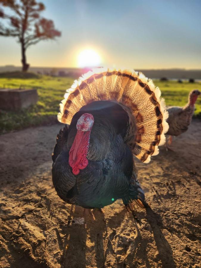 ארמלו La Vista Farm Stay מראה חיצוני תמונה
