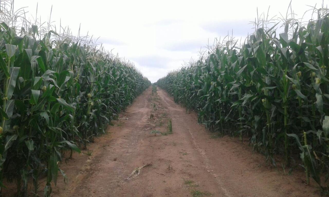 ארמלו La Vista Farm Stay מראה חיצוני תמונה